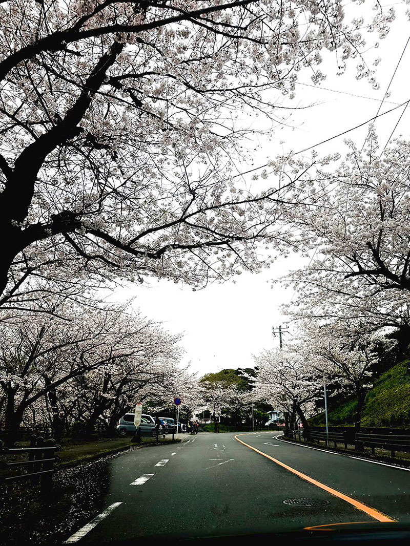 今年のお花見と桐の通院_a0342172_21225910.jpg