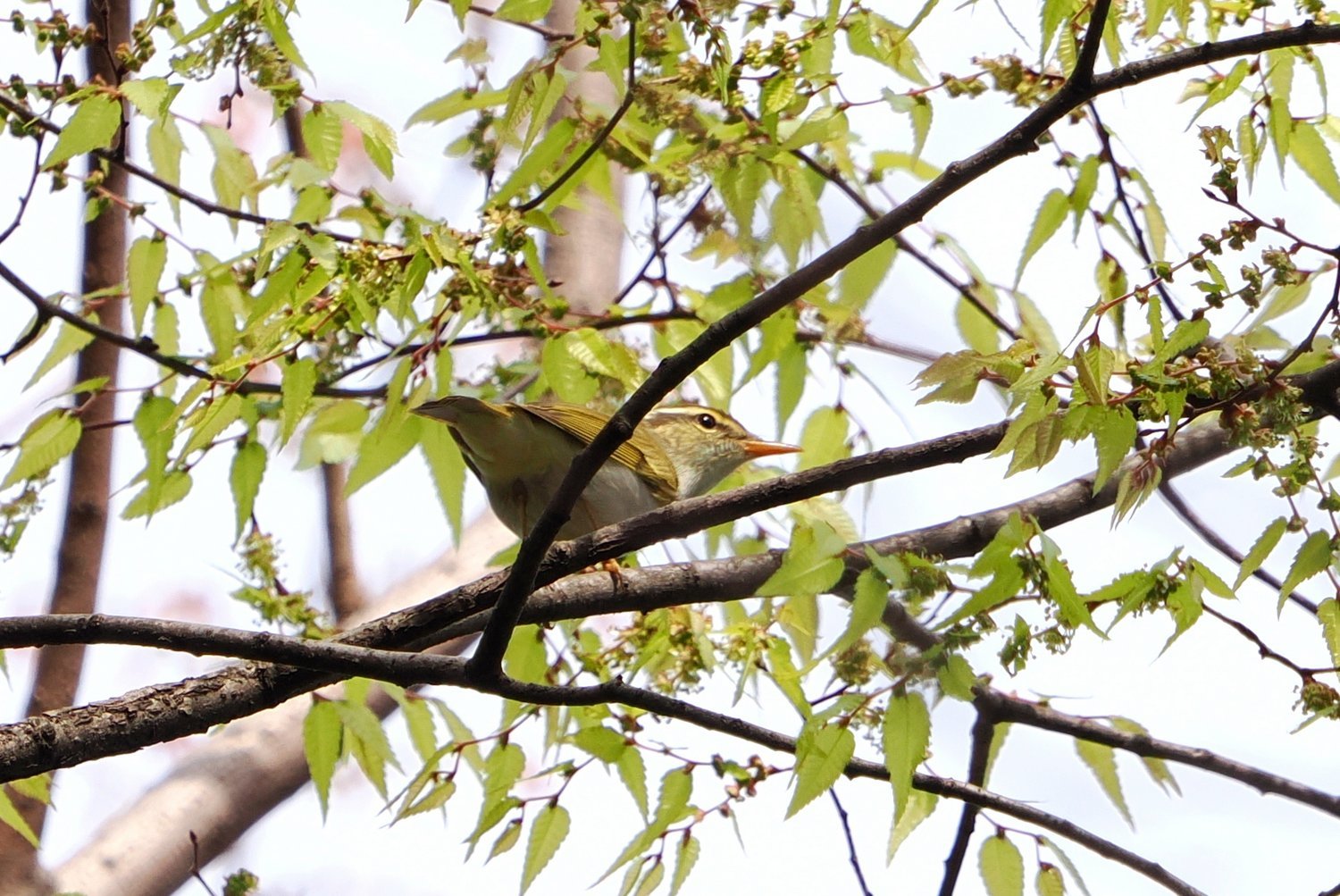 河口と公園（2024年4月7日）_f0235311_18372717.jpg