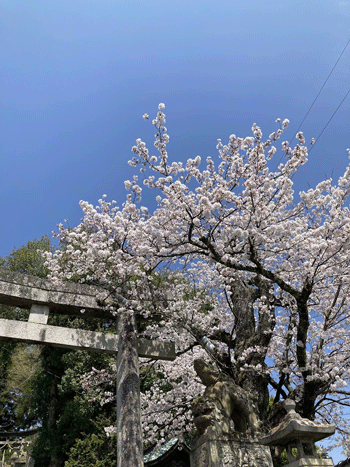 2024年　桜を撮ってきました～＾＾_e0001558_19080938.gif