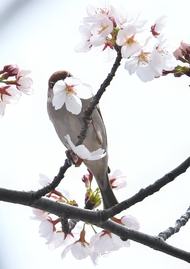 くまさんの二人で鳥撮り