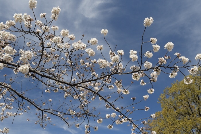 総合公園の桜 - 四季折々