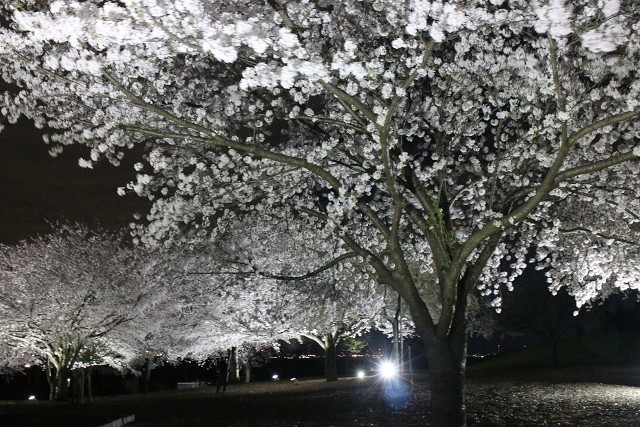 八王子山公園 桜ライトアップ 2024 (太田市上強戸町）_b0004675_22281323.jpg