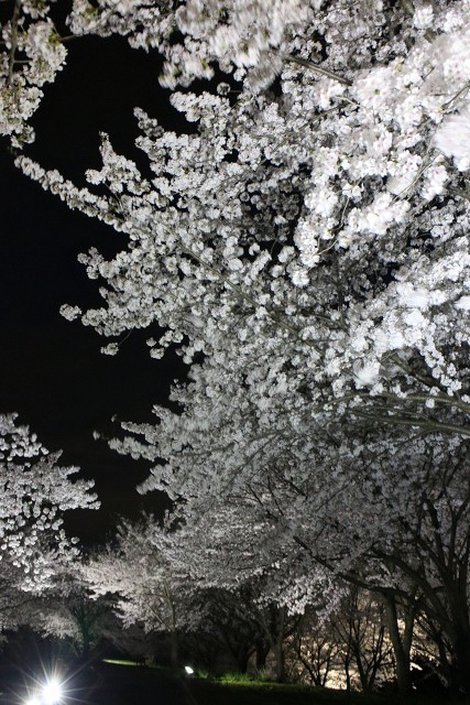 八王子山公園 桜ライトアップ 2024 (太田市上強戸町）_b0004675_22281899.jpg
