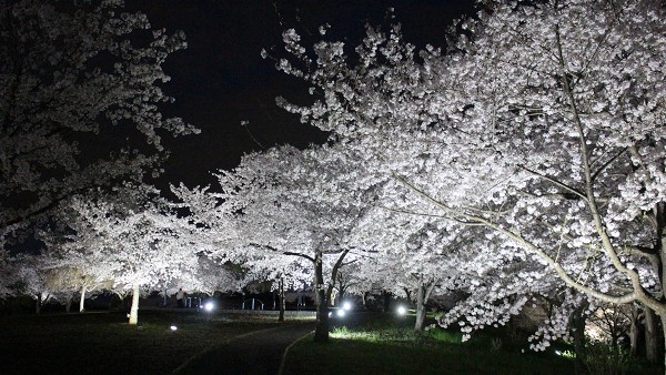 八王子山公園 桜ライトアップ 2024 (太田市上強戸町）_b0004675_22282106.jpg