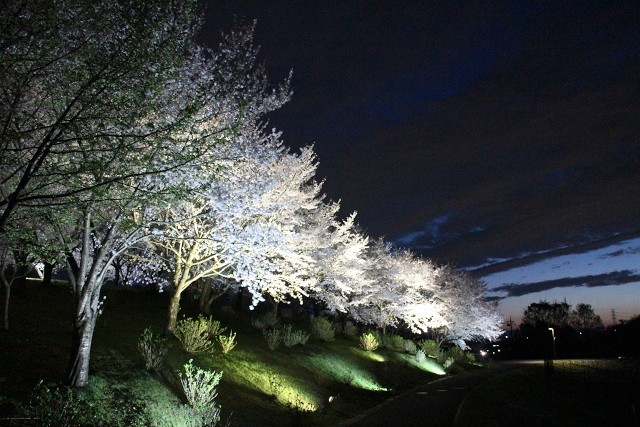 八王子山公園 桜ライトアップ 2024 (太田市上強戸町）_b0004675_22282630.jpg