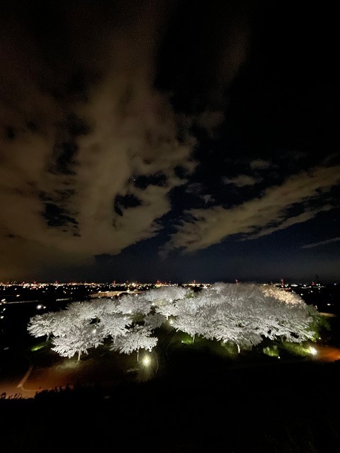 八王子山公園 桜ライトアップ 2024 (太田市上強戸町）_b0004675_22282883.jpg