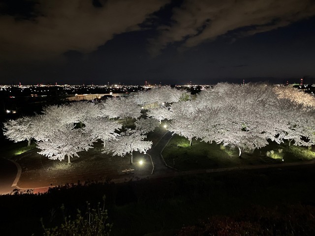 八王子山公園 桜ライトアップ 2024 (太田市上強戸町）_b0004675_22282987.jpg