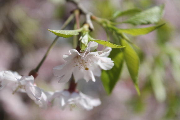 2024桜_f0401851_18412235.jpg