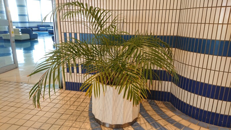 名古屋港ポートビルさんに観葉植物を貸出しています。_d0338682_07261707.jpg