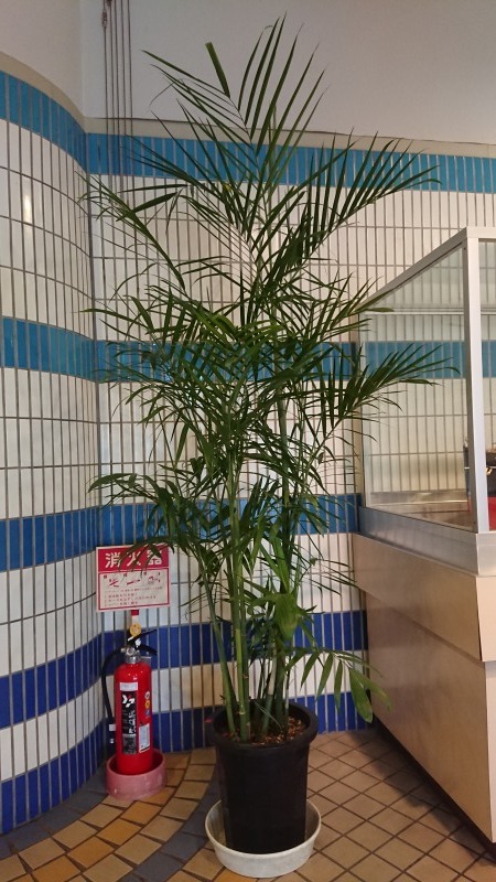名古屋港ポートビルさんに観葉植物を貸出しています。_d0338682_07314223.jpg