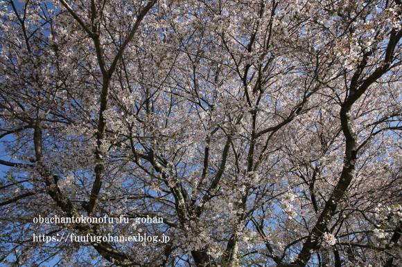 見渡す限りの菜の花畑と桜散歩_c0326245_11480218.jpg