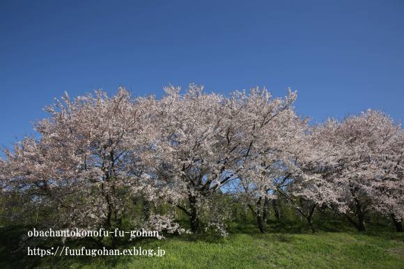 見渡す限りの菜の花畑と桜散歩_c0326245_11482540.jpg