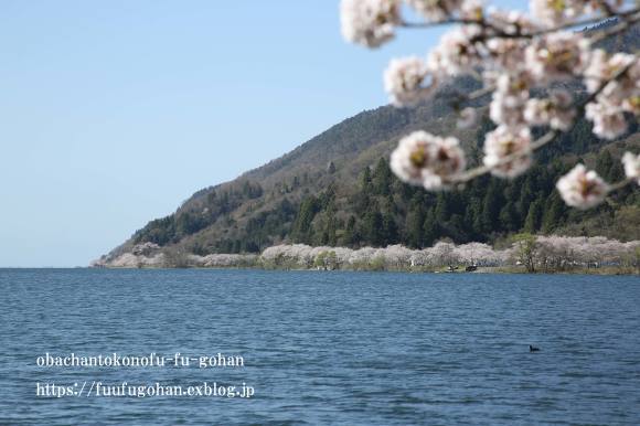 見渡す限りの菜の花畑と桜散歩_c0326245_11492855.jpg