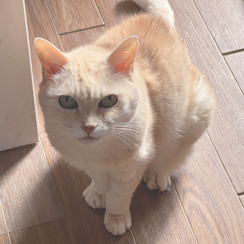 ポンコちゃん - 賃貸ネコ暮らし｜賃貸住宅でネコを室内飼いする工夫