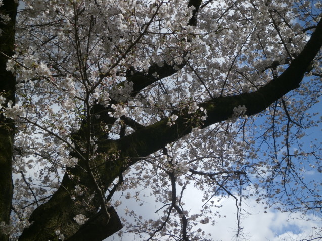 そろそろ桜も終わり - Se・tsｕ・na的日常