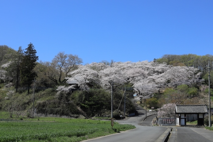 百体観音周辺の桜 - 四季折々