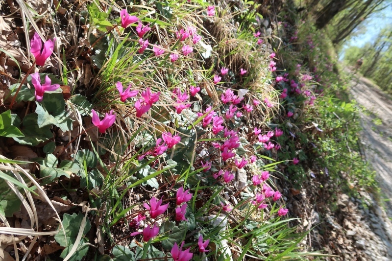 シクラメン・アネモネ咲く山を登れば一面に蘭の花 - イタリア写真草子