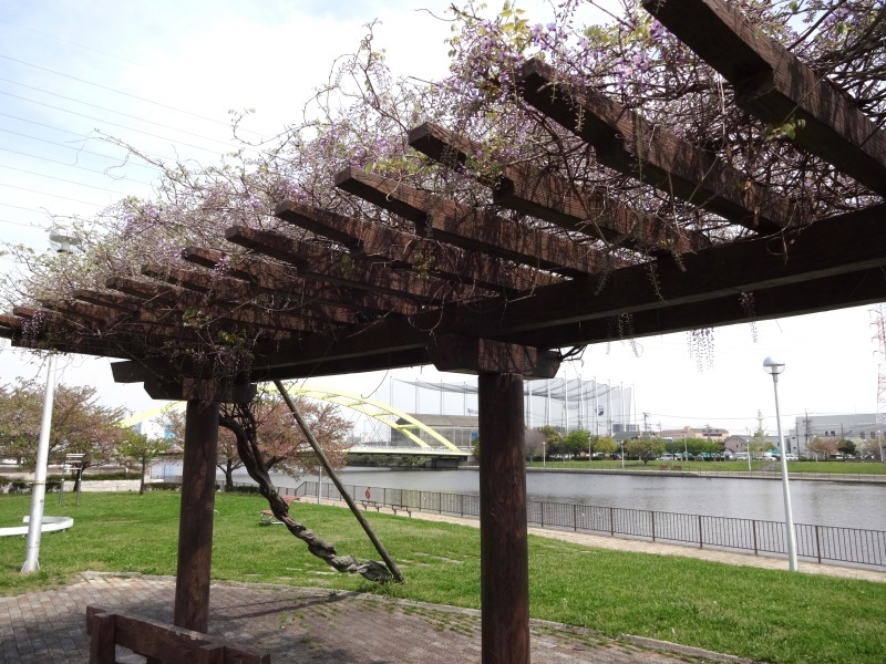 中川口緑地でフジの花が咲いています！R6.4.15_d0338682_13460818.jpg