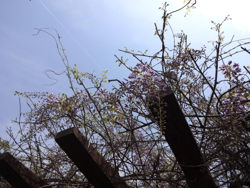 中川口緑地でフジの花が咲いています！R6.4.15_d0338682_13462828.jpg