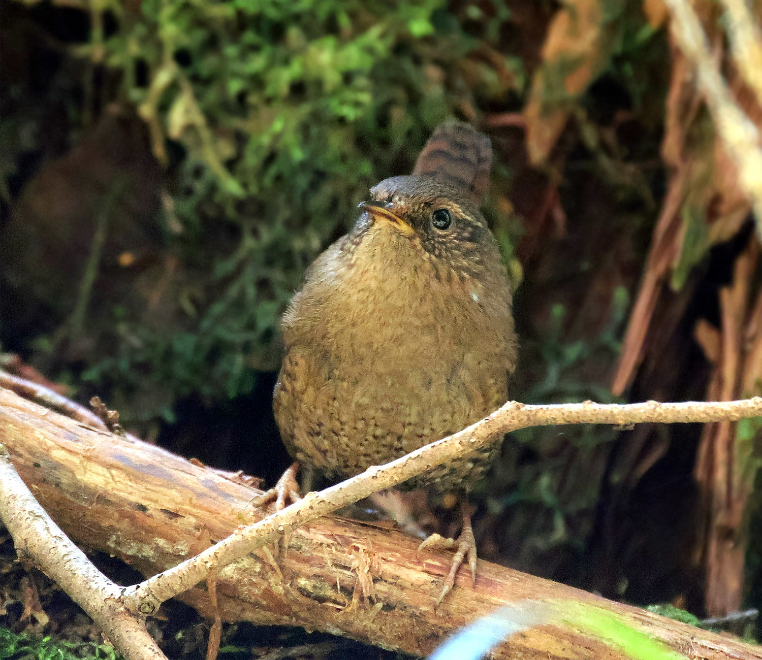 幼鳥のミソサザイ_f0215767_13043137.jpg