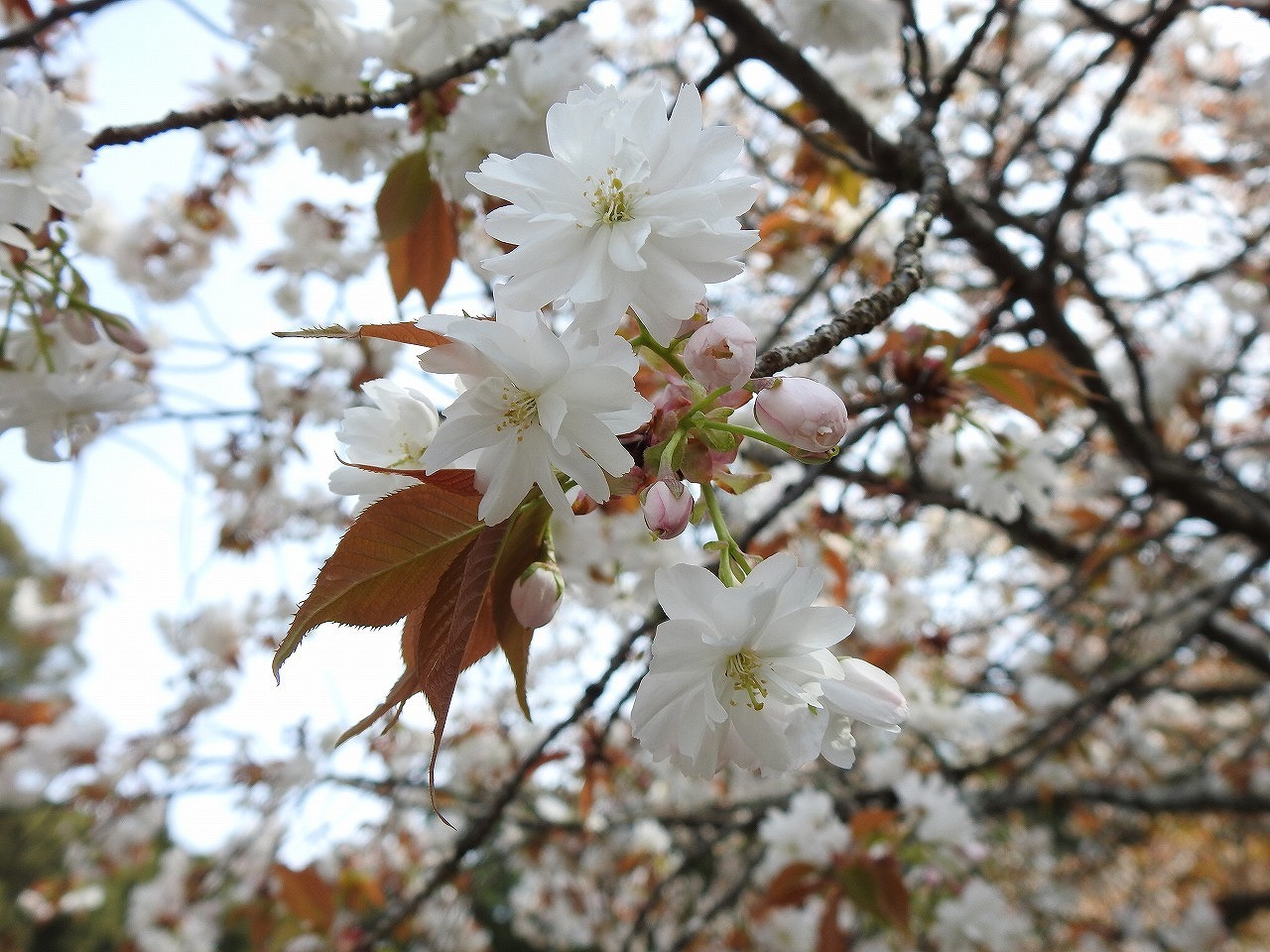 『中将姫誓願桜は私の一番好きな桜です』 - 自然風の自然風だより