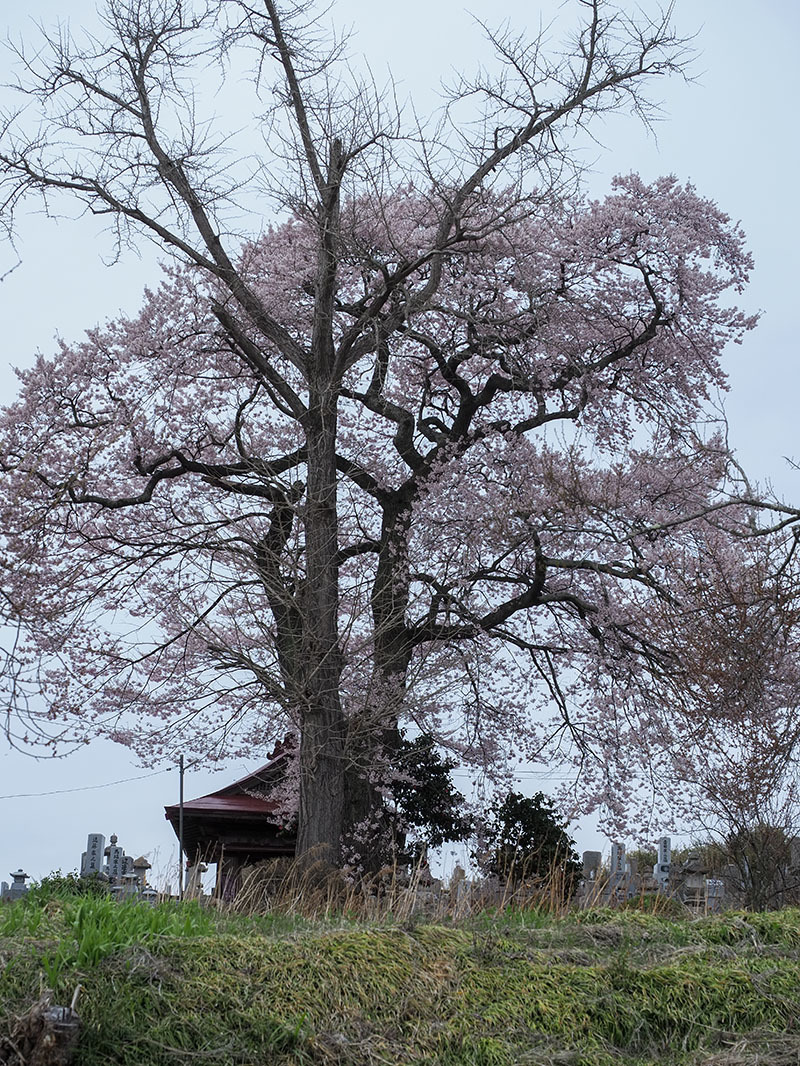  桜追っかけ2024   いたるところに一本桜 - nama3の気ままに雑記