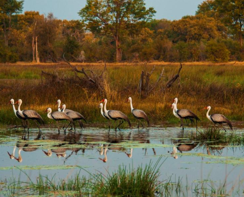 "Wonders of the Wetlands: The Majestic Wattled Crane"