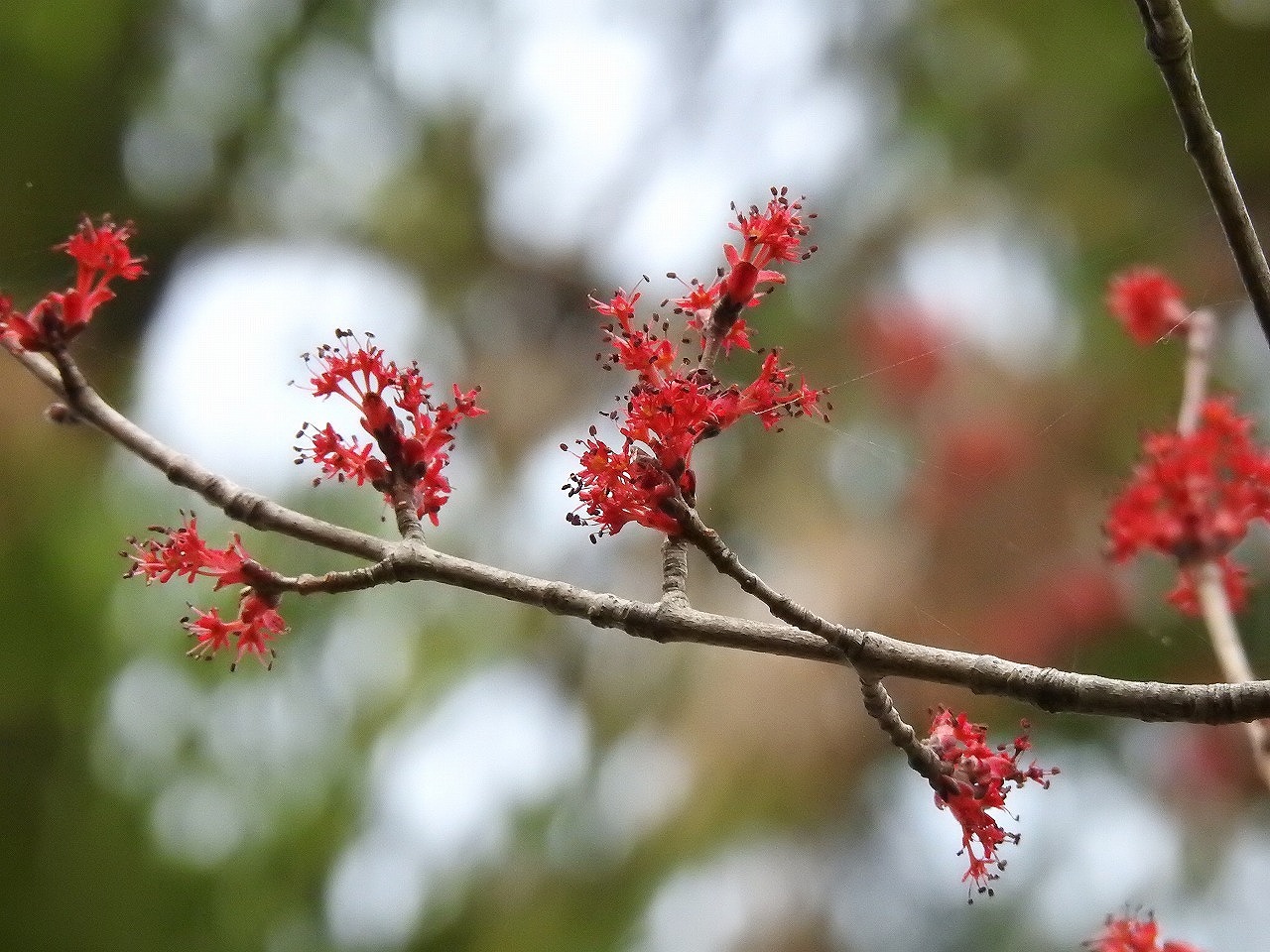 『木曽川水園の樹花をメインに鳥達も･････』 - 自然風の自然風だより