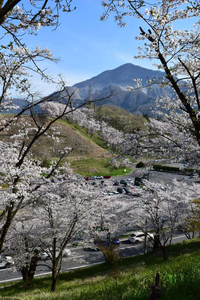 埼玉県秩父市羊山公園の桜と武甲山(建築家・関根要太郎の故郷を訪ねる2024) - 関根要太郎研究室＠はこだて