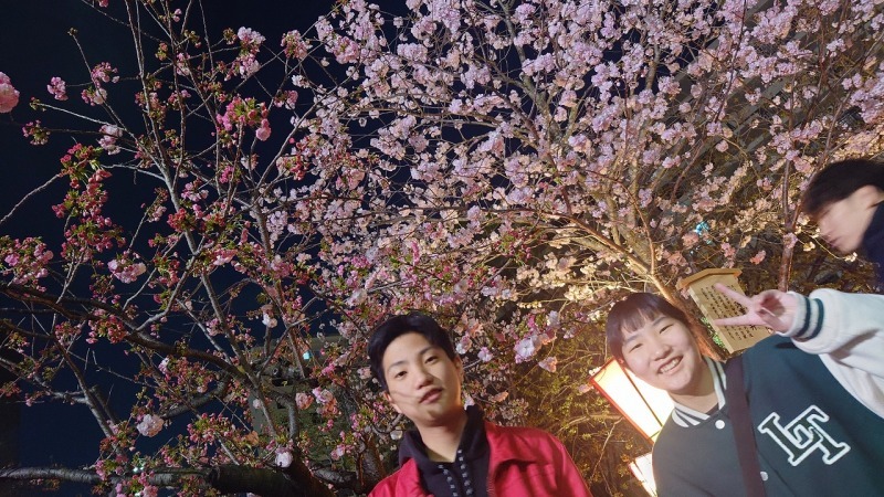 造幣局桜の通り抜け～今年はあんまし咲いてない - のんここっこぼんこ