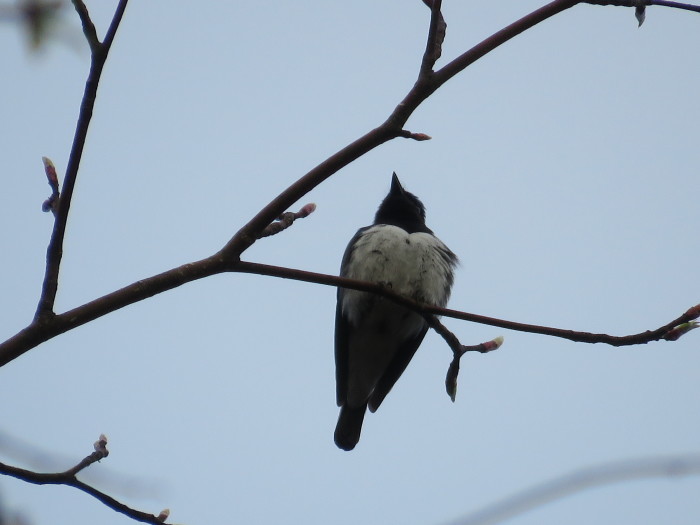 野鳥の森の夏鳥そろってきました_b0189727_07472420.jpg