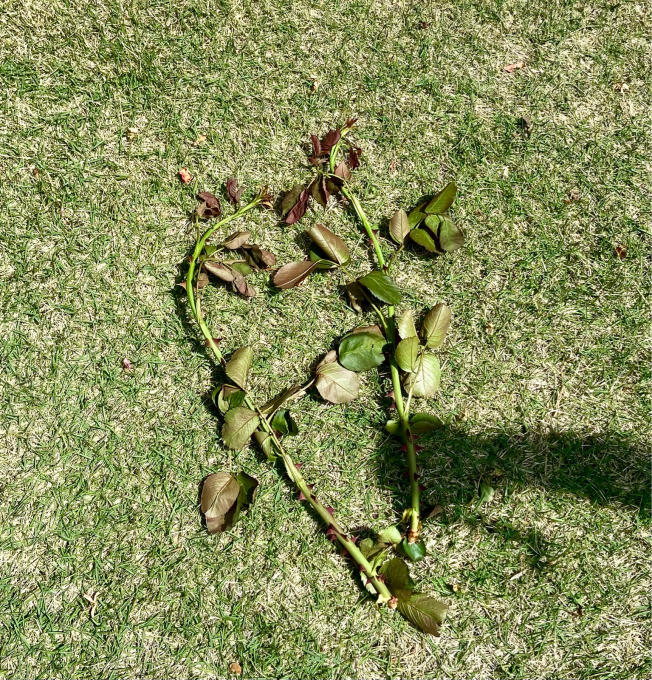 暴風後のガーデンから(⌒-⌒; )とタケノコの季節♡ - 薪割りマコのバラの庭
