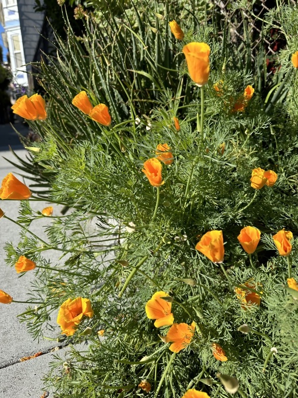 春のサンフランシスコ散歩道／ Bloom Watching In San Francisco Spring - アメリカからニュージーランドへ