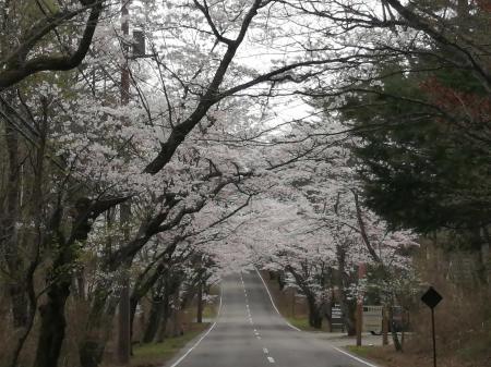 富士桜高原の桜&#127800; - もの作りの裏側　太陽電機株式会社ブログ