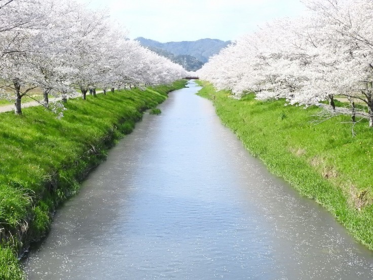 『鳥羽川サイクリングロードの桜並木と踊子草(オドリコソウ)と弱草藤(ナヨクサフジ)』 - 自然風の自然風だより