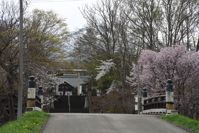 2024年の桜、後志あちこち_d0174510_17302280.jpg