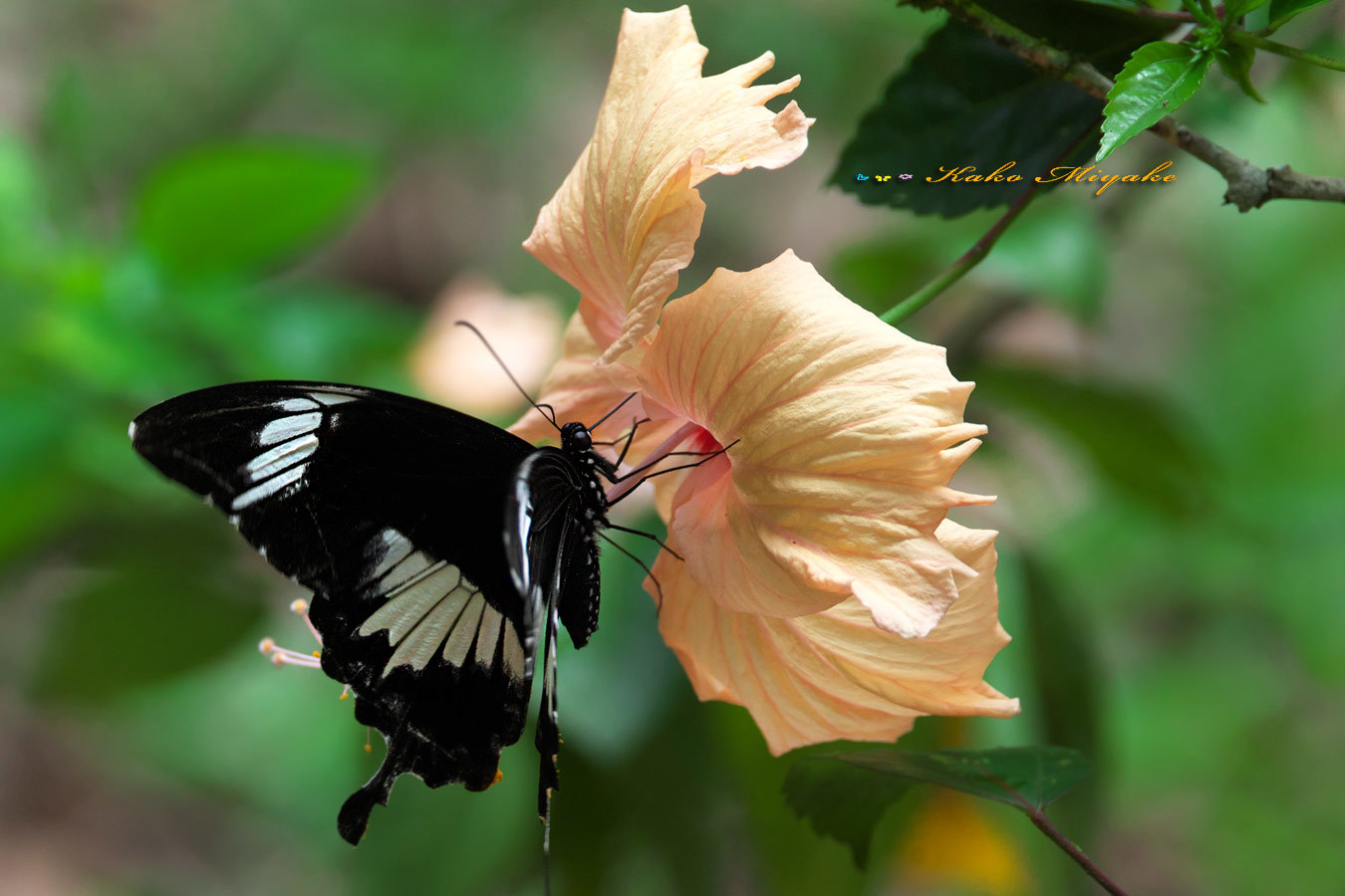 シロオビモンキアゲハ　(Papilio nephelus)
