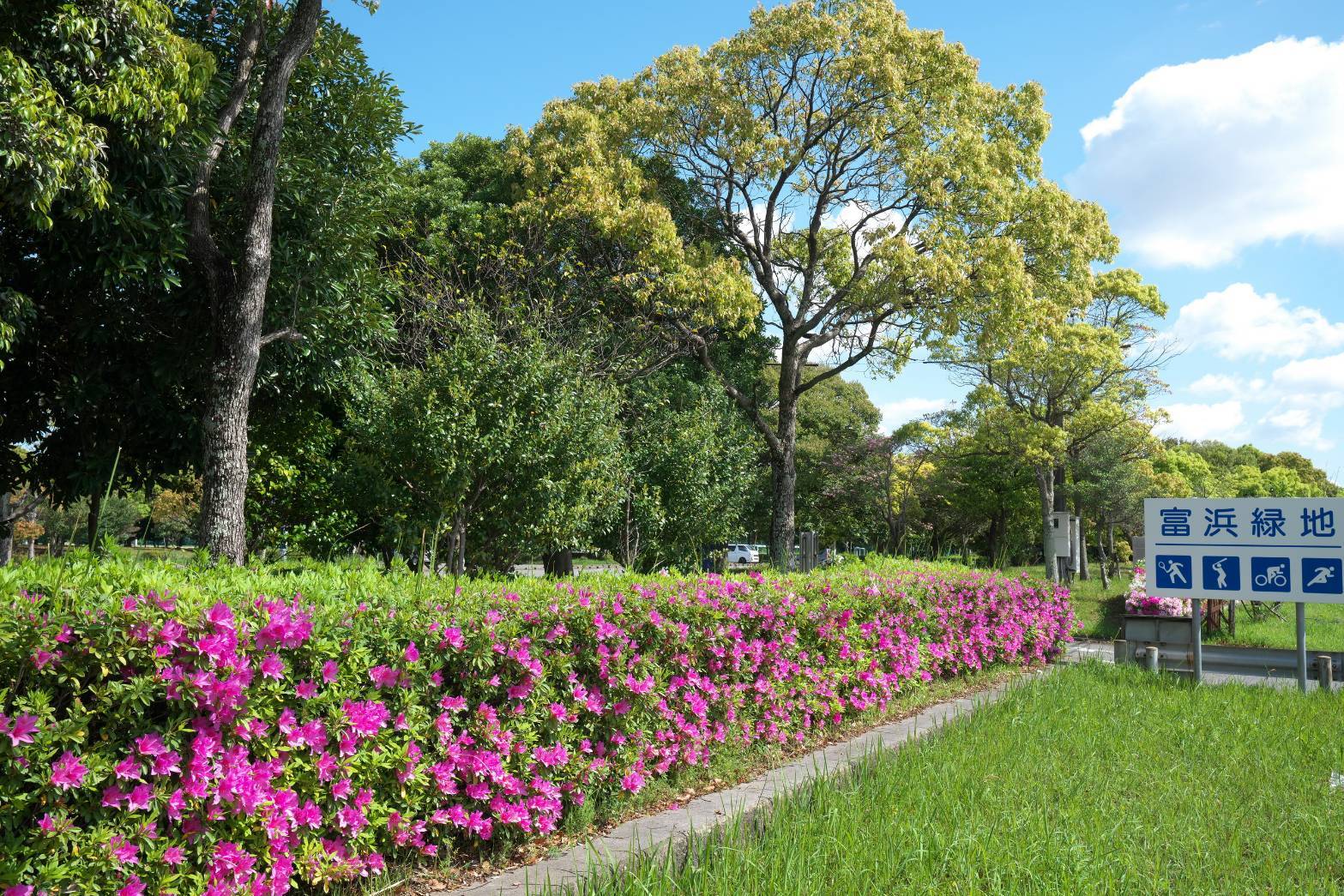 富浜緑地情報♪ヒラドツツジの花が咲いています！R6.4.25_d0338682_09014845.jpg
