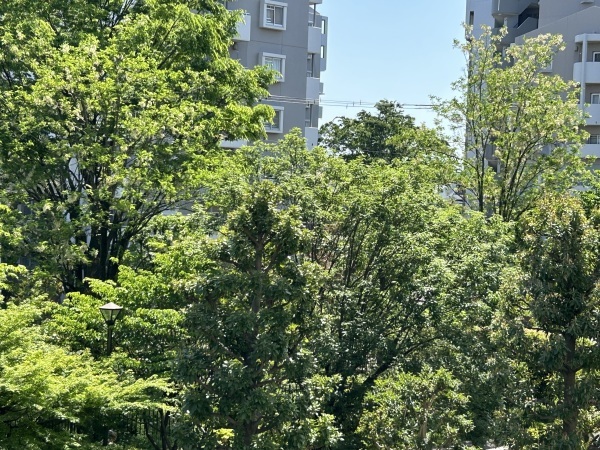ご近所の大きな木の花 - 青山〜チトフナぱせり日記