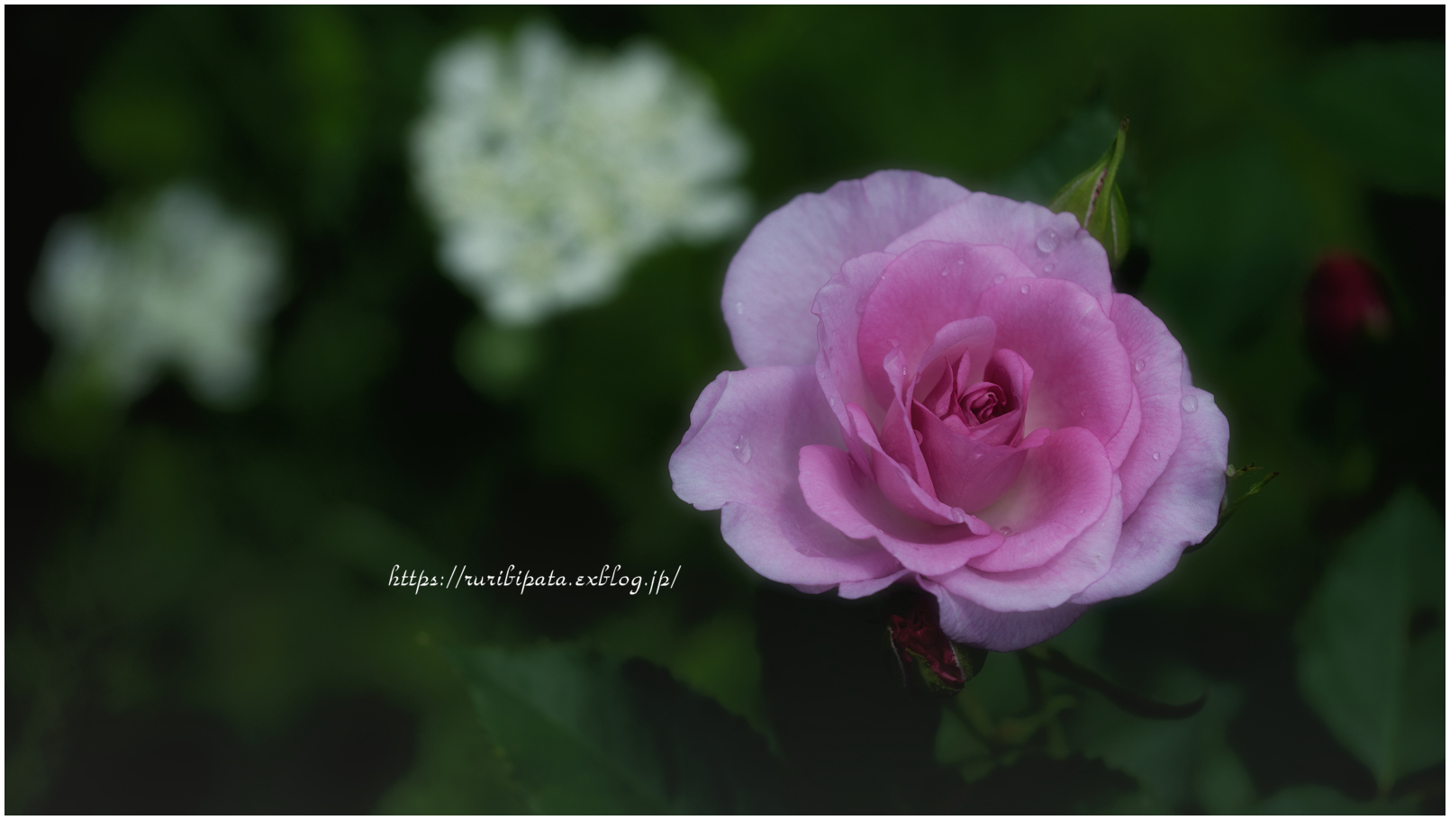 Spring Rose Garden 2024 #005 @ XF80mm F2.8 Macro_f0302613_17280797.jpg