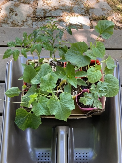 きょうの家庭菜園　夏野菜の苗の植え付け - YUKKESCRAP