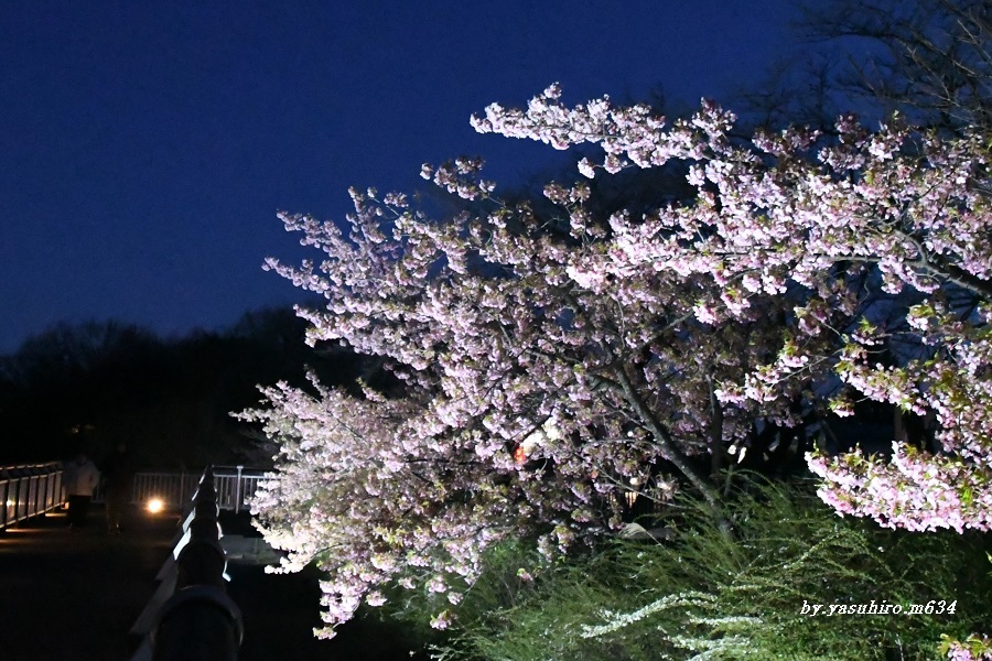三月の桜