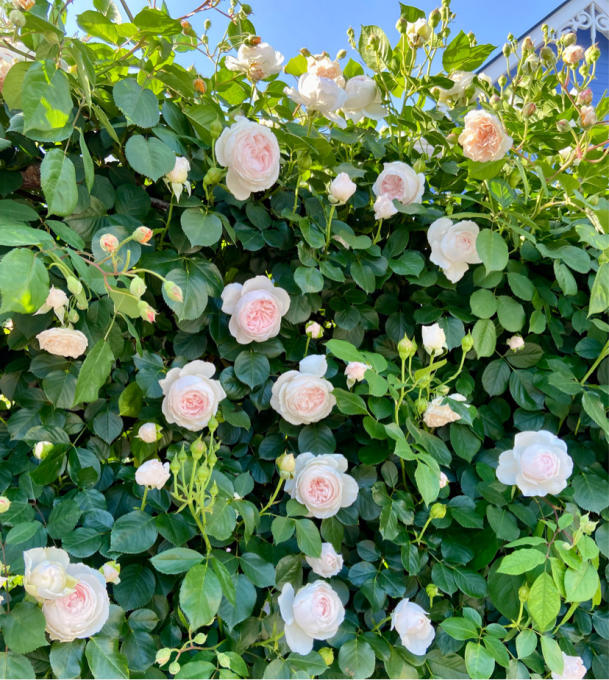 薬剤財布と今日のバラ♡ - 薪割りマコのバラの庭