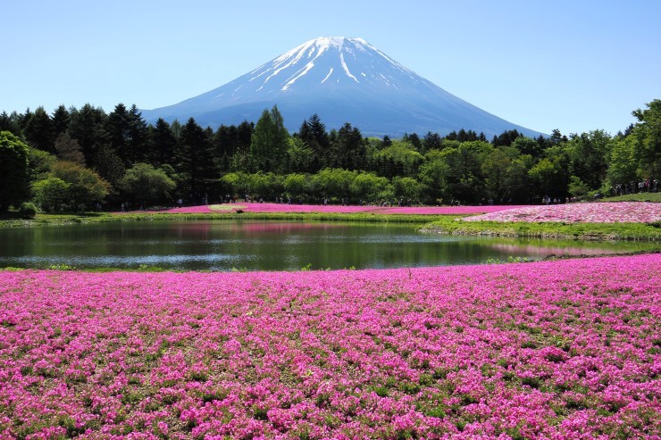 番外編　富士芝桜_b0421200_11250245.jpg