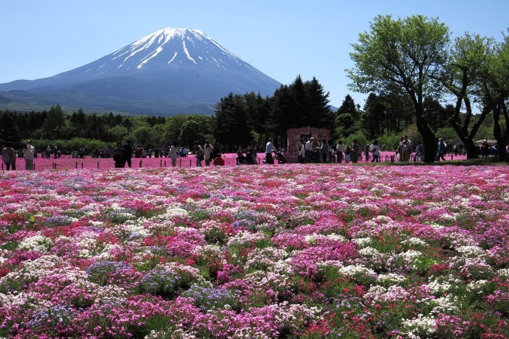 番外編　富士芝桜_b0421200_11253470.jpg