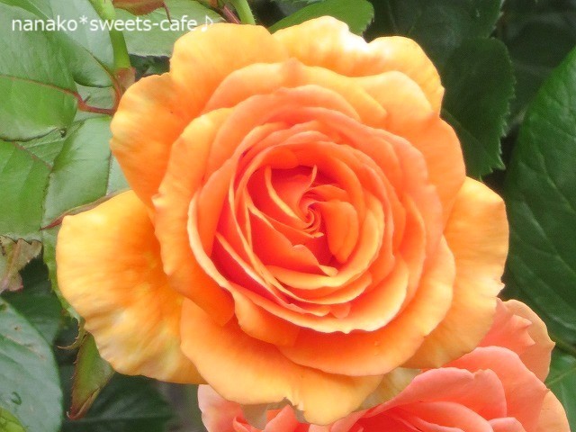 バラの季節＊この色のバラ大好き_d0147030_23510858.jpg