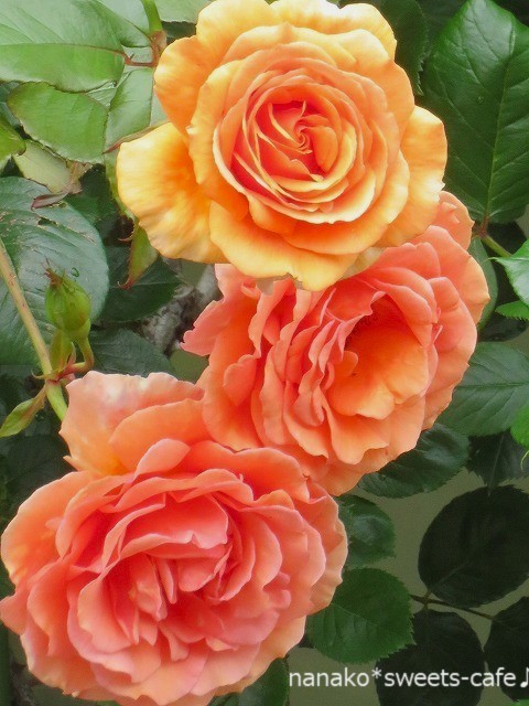 バラの季節＊この色のバラ大好き_d0147030_23511382.jpg