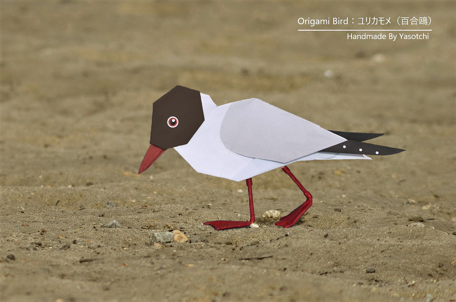 Origami Bird」㉜ ユリカモメ : ヤソッチひだまり写真館