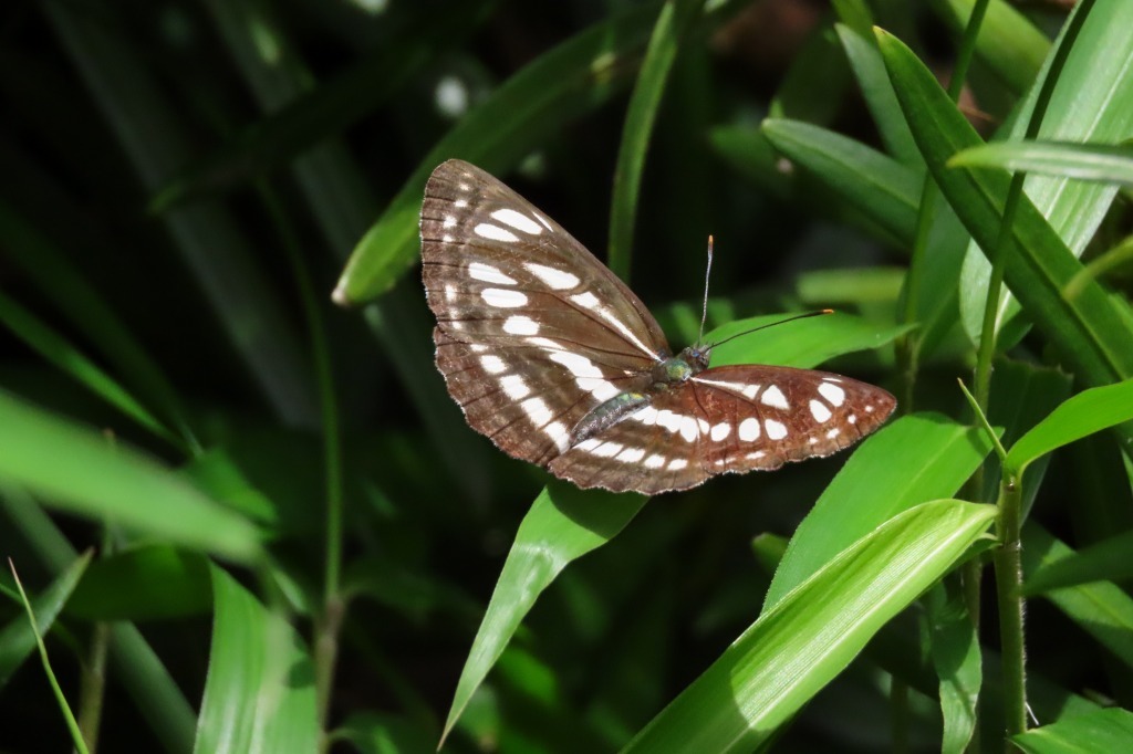 和田公園で散歩。ブラシの木など_b0236251_21553091.jpg