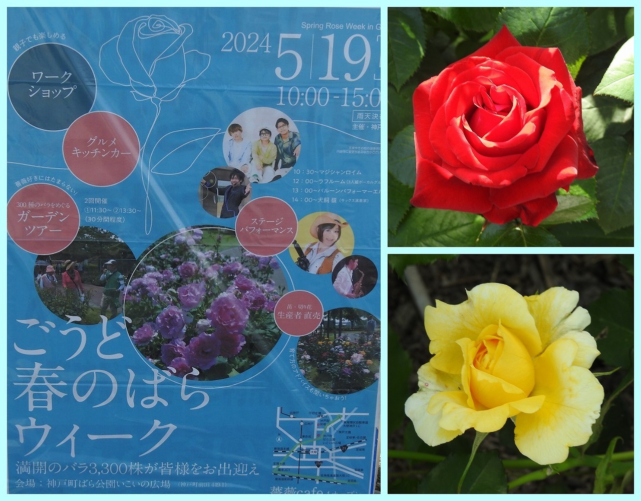 『神戸町ばら公園いこいの広場のバラ達』